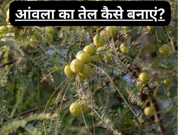 आंवला का तेल कैसे बनाएं?